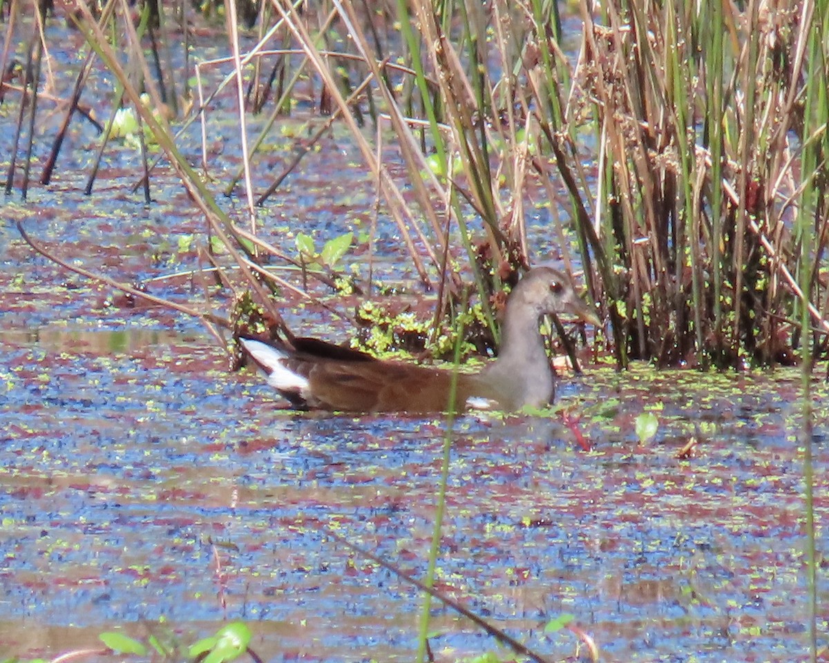 Common Gallinule - ML625100628