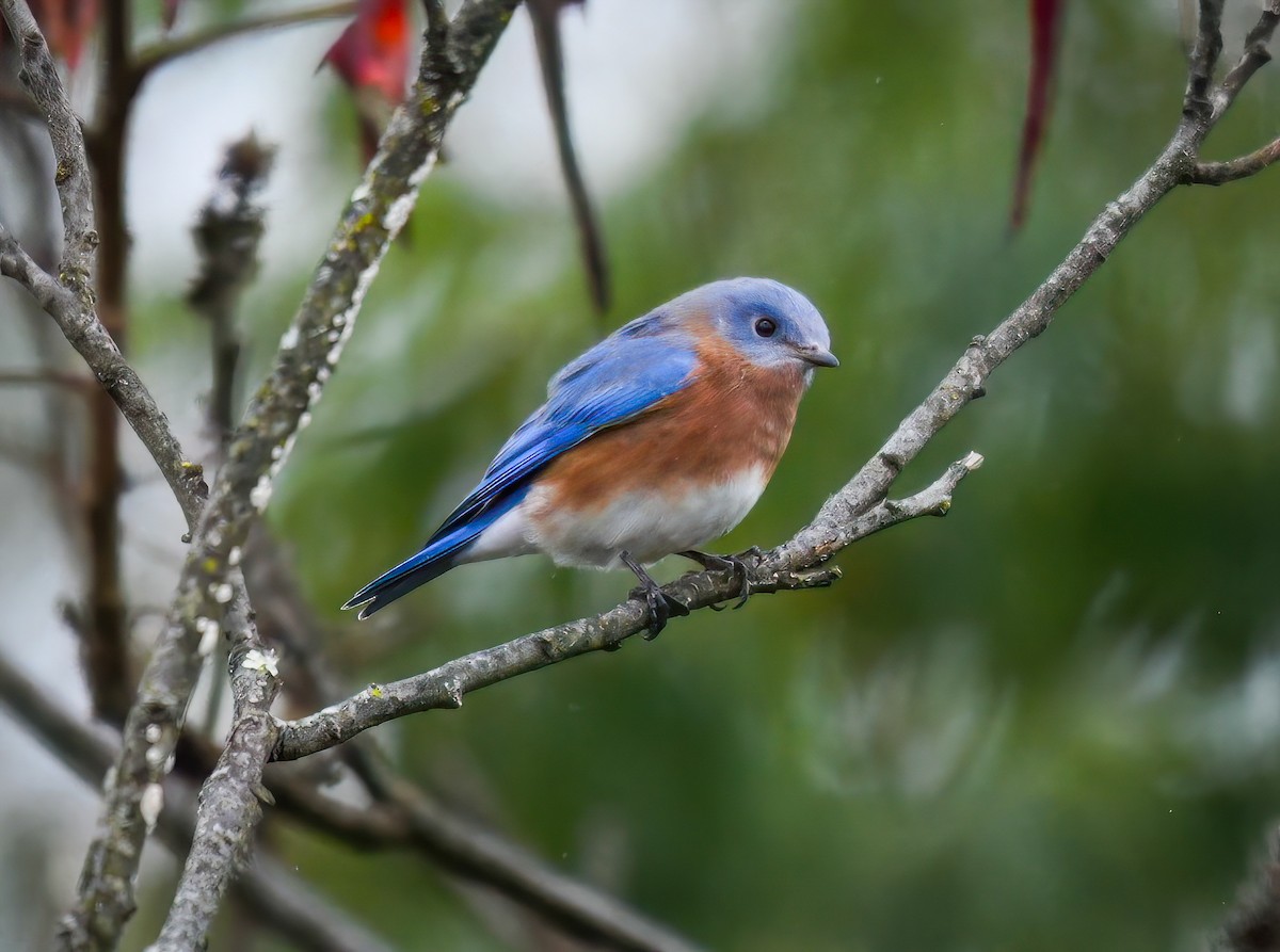 Eastern Bluebird - ML625100645