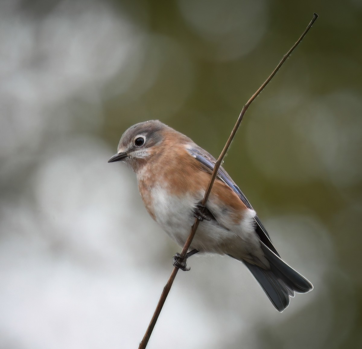 Eastern Bluebird - ML625100662