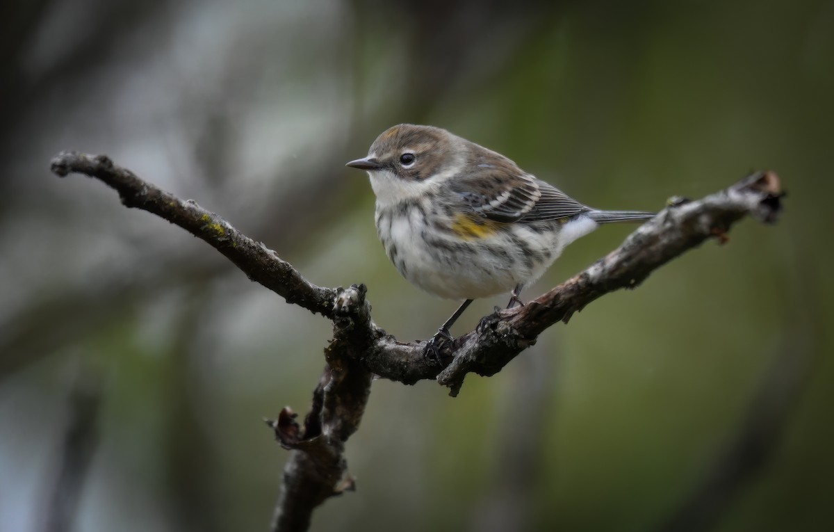 Yellow-rumped Warbler - ML625100669