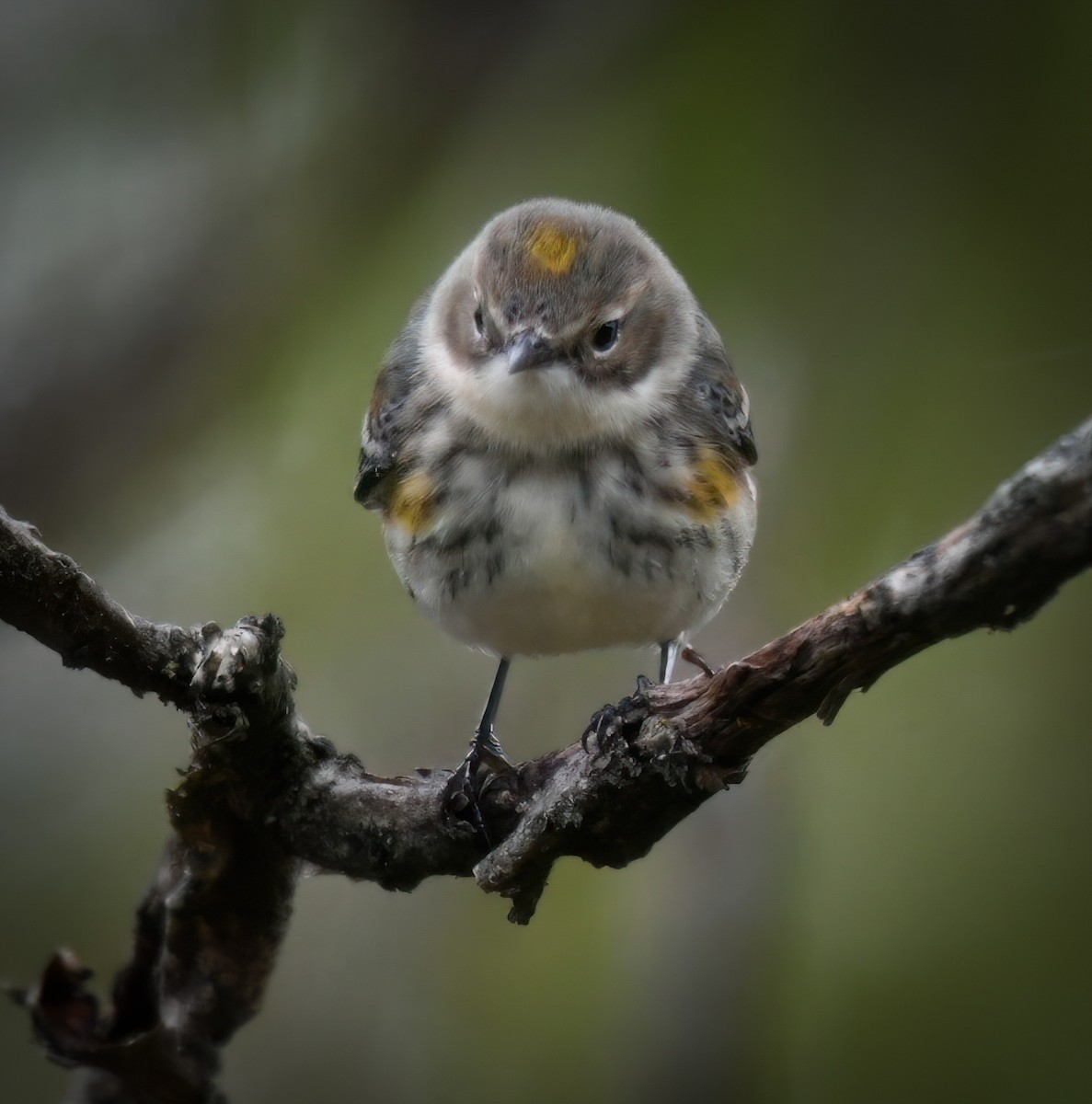 Yellow-rumped Warbler - ML625100672