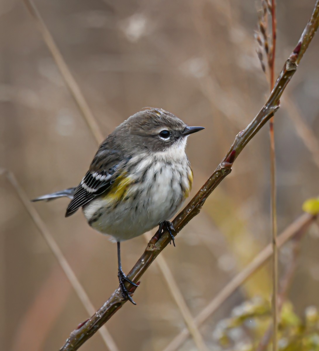 Yellow-rumped Warbler - ML625100680