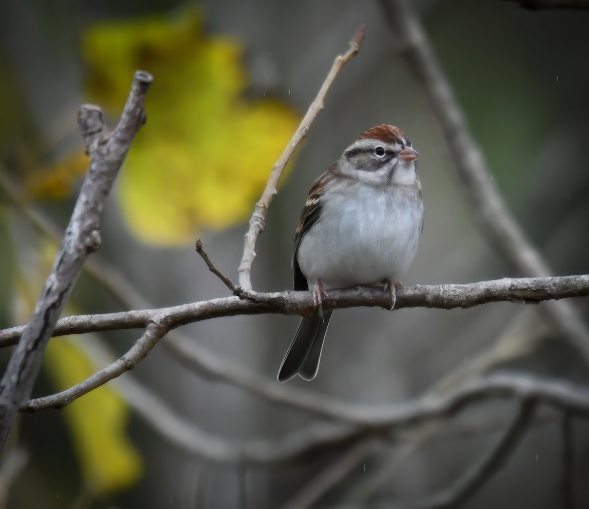 Chipping Sparrow - ML625100712