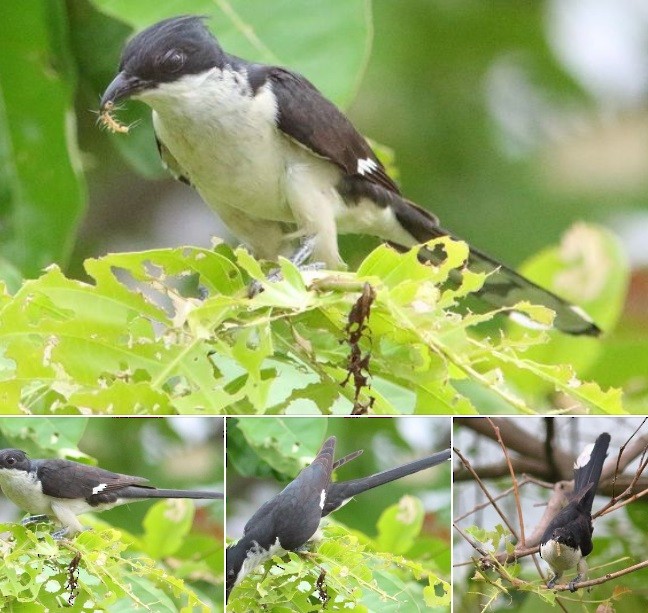 Pied Cuckoo - ML625100744