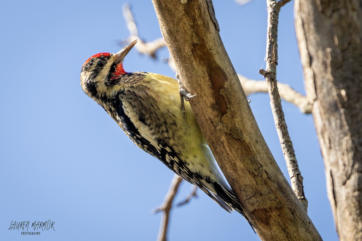 Yellow-bellied Sapsucker - Lauren Marmor