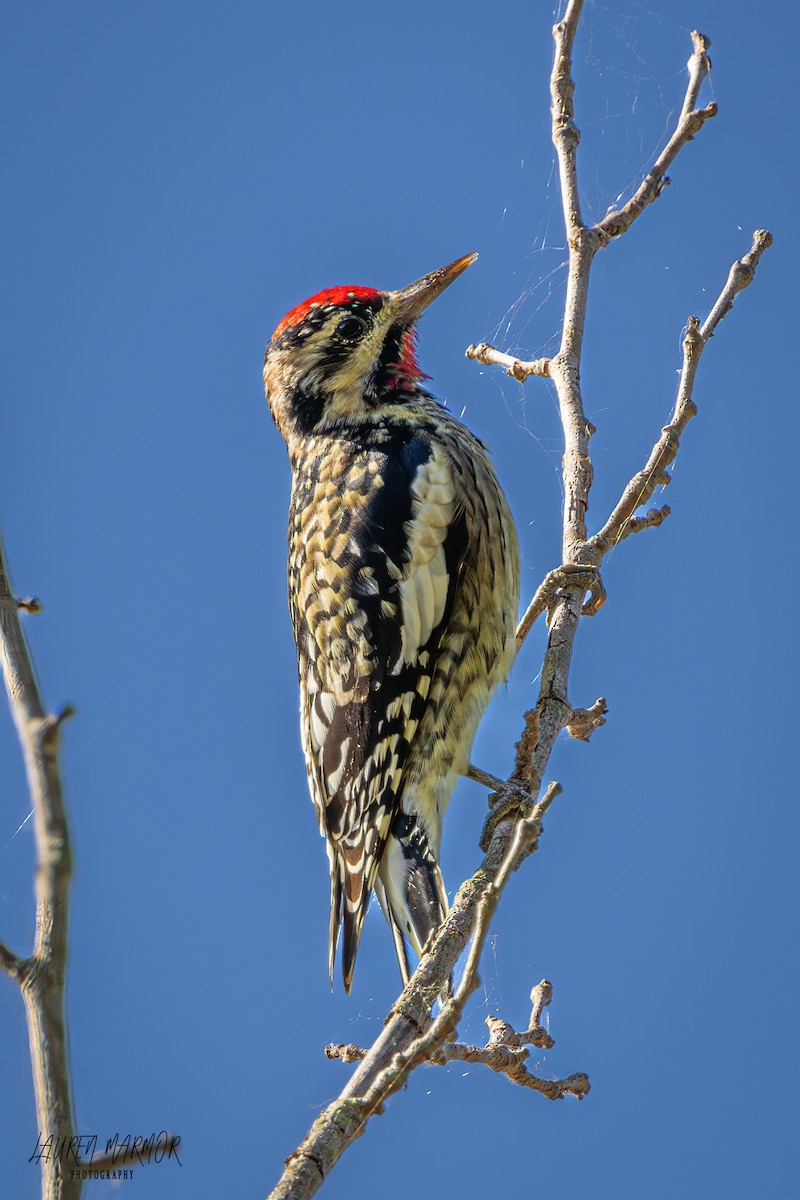 Yellow-bellied Sapsucker - ML625100769