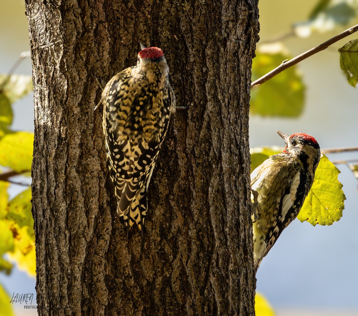 Yellow-bellied Sapsucker - ML625100774