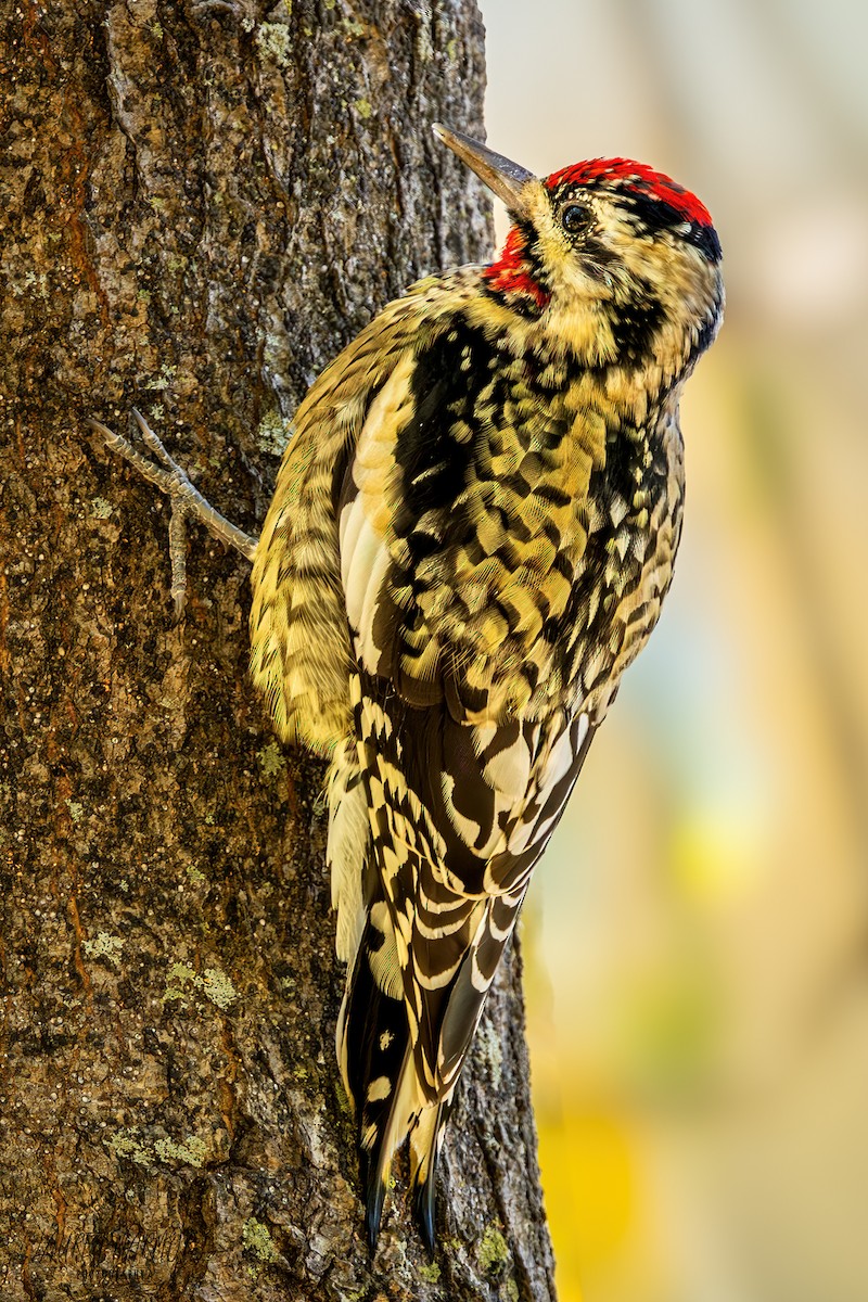 Yellow-bellied Sapsucker - ML625100776
