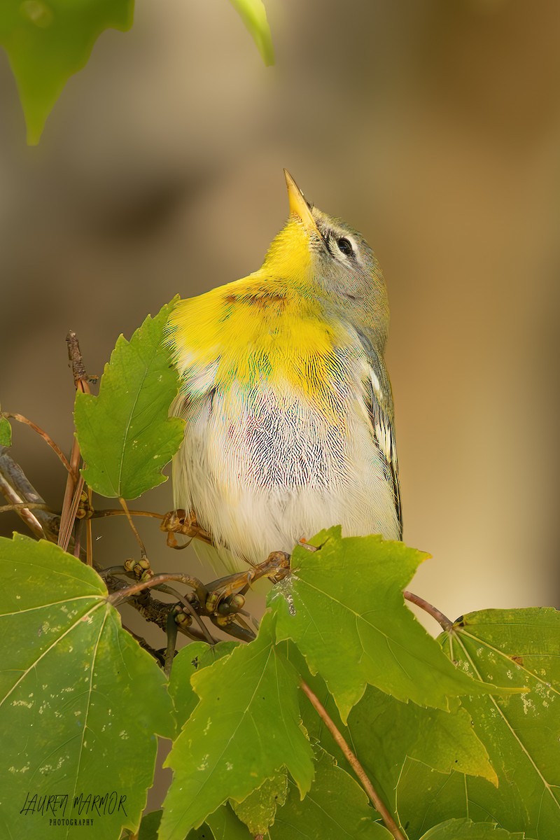 Northern Parula - ML625100819