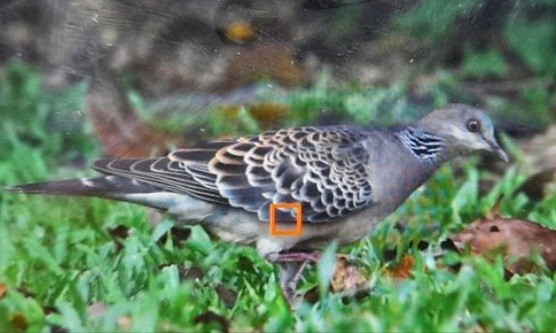 Oriental Turtle-Dove - ML625100916