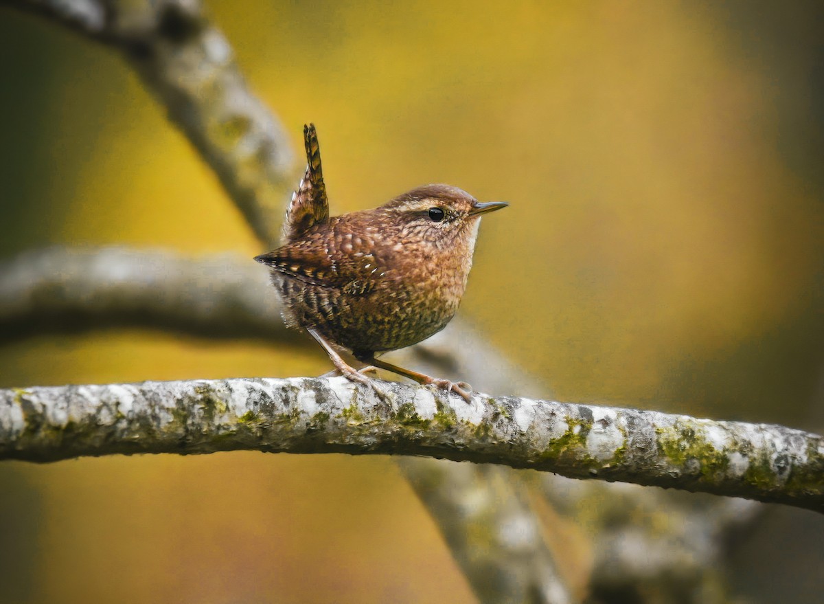 Winter Wren - ML625100990