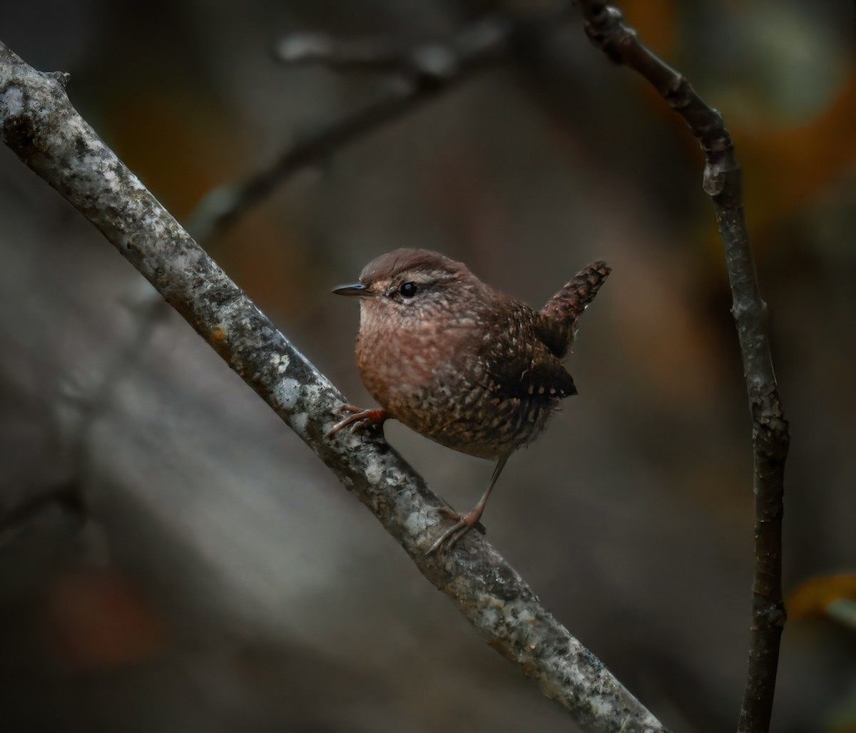 Winter Wren - ML625100994