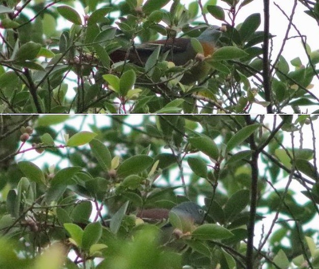 Little Green-Pigeon - ML625101014