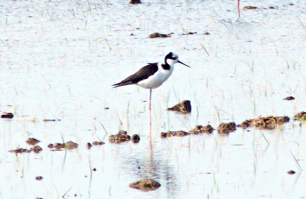 Black-necked Stilt (White-backed) - ML625101089
