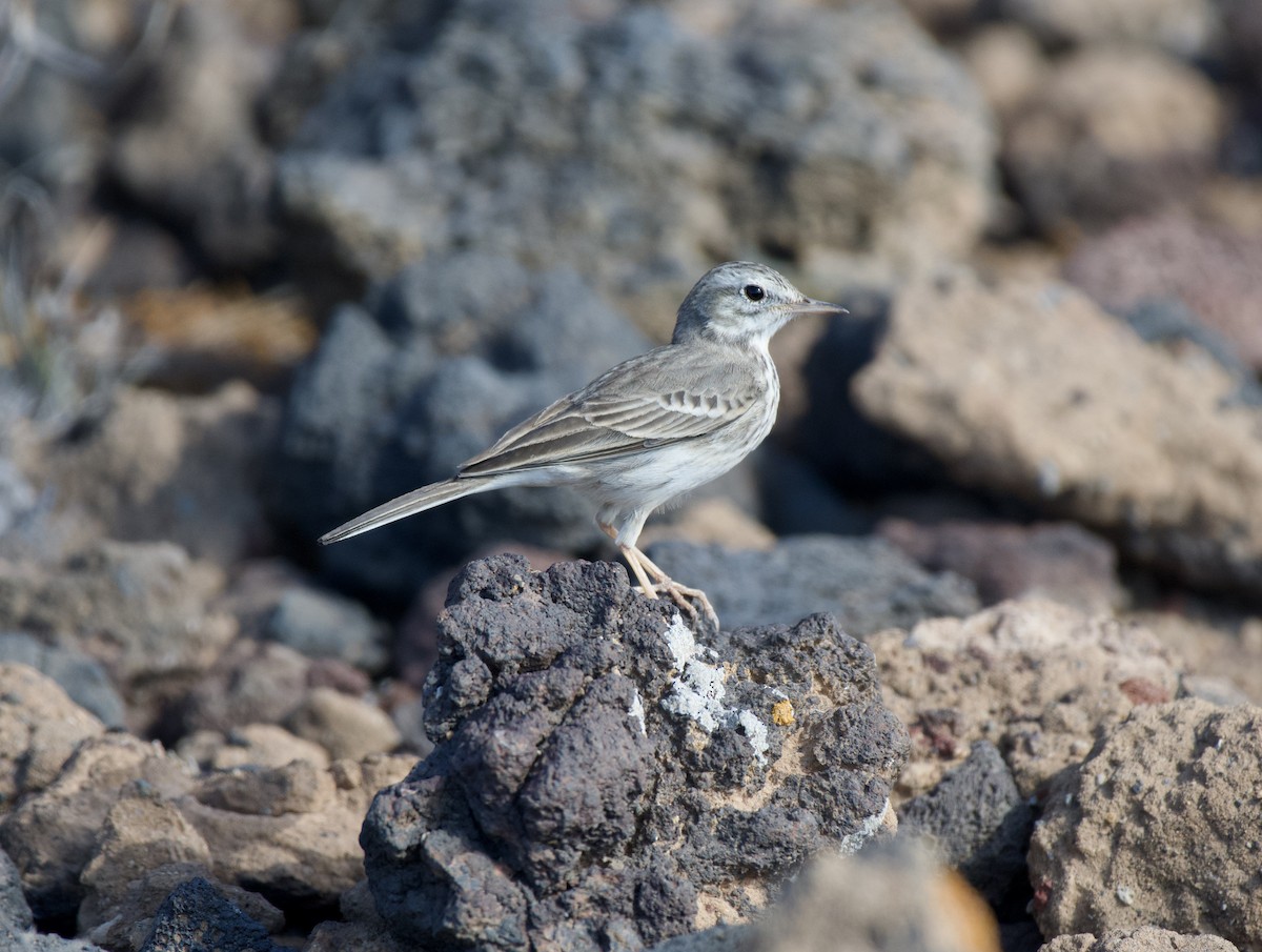 Pipit de Berthelot - ML625101102