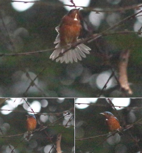 White-throated Rock-Thrush - ML625101106