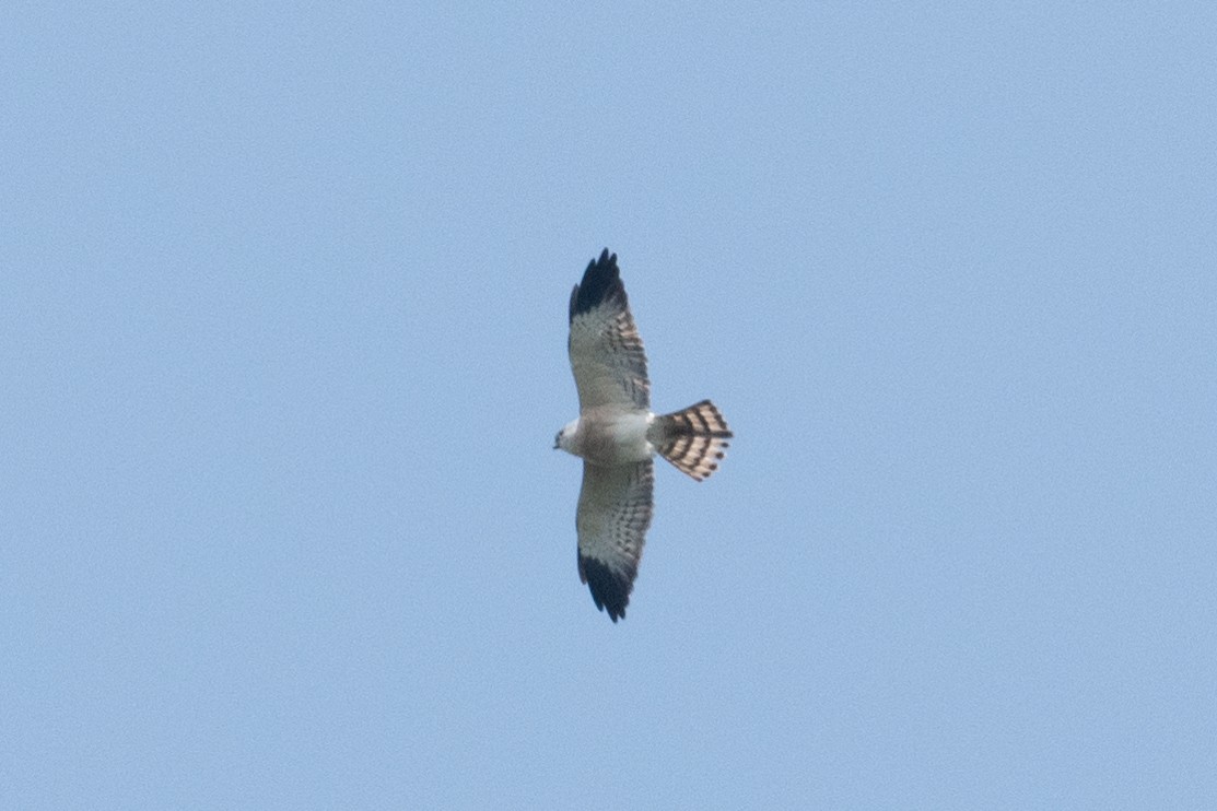 Chinese Sparrowhawk - Y.C. He