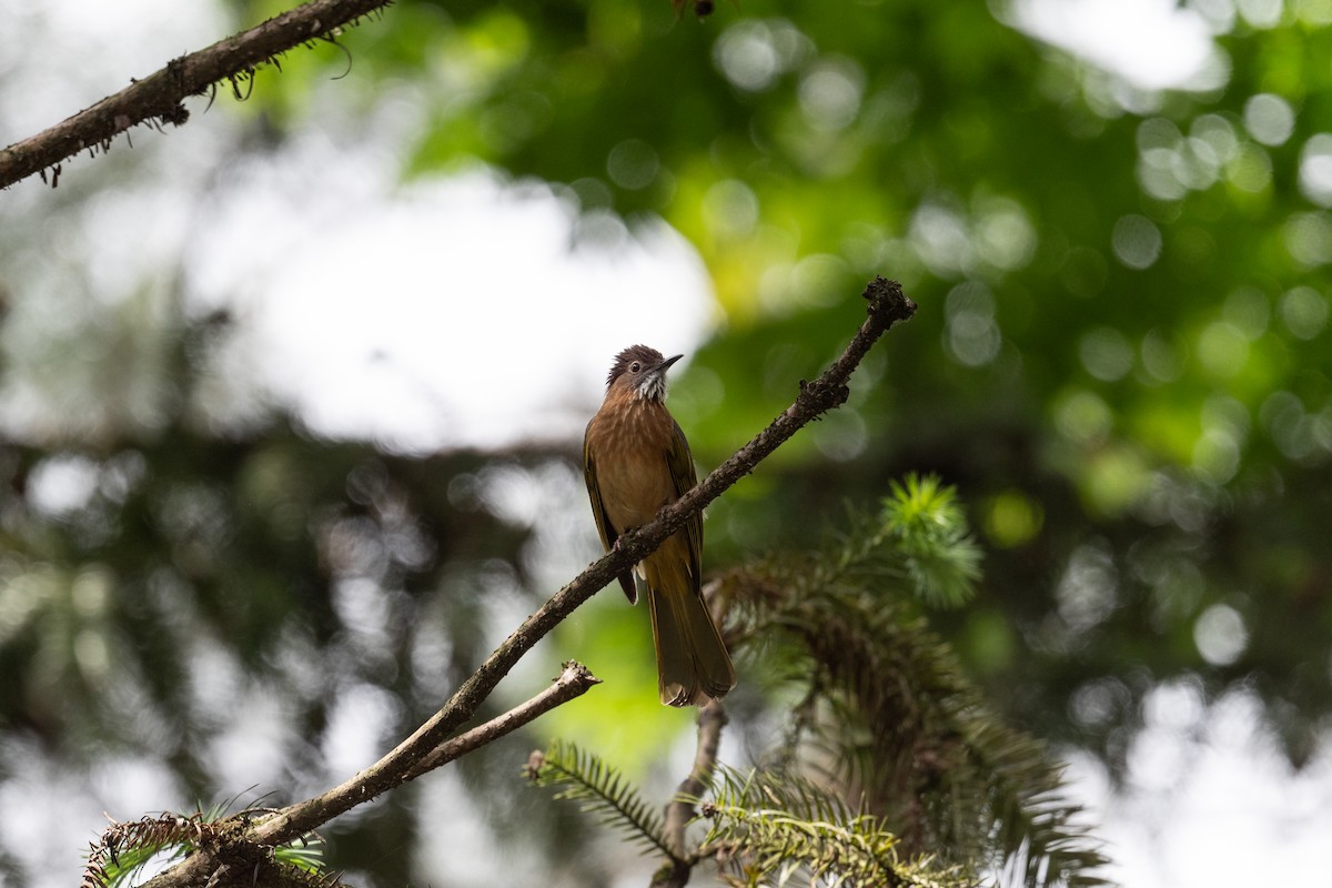 Mountain Bulbul - ML625101240