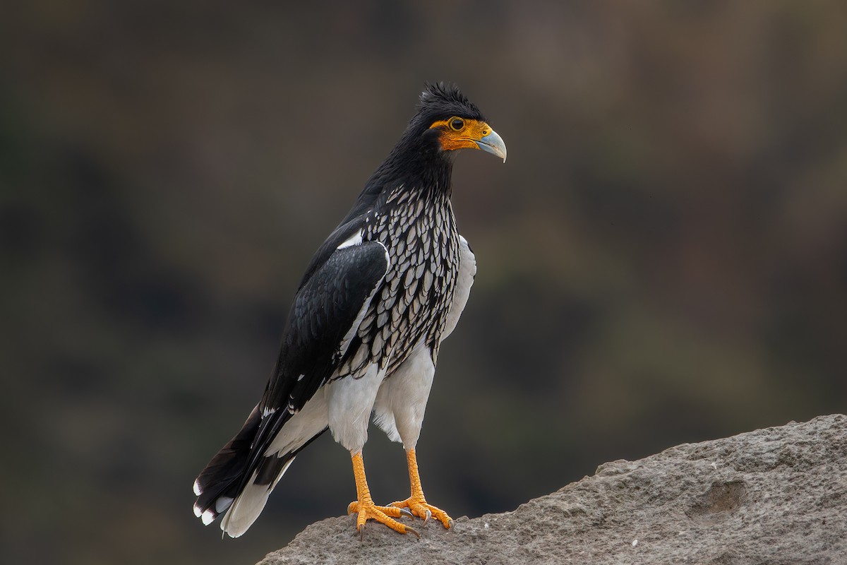 Carunculated Caracara - ML625101243
