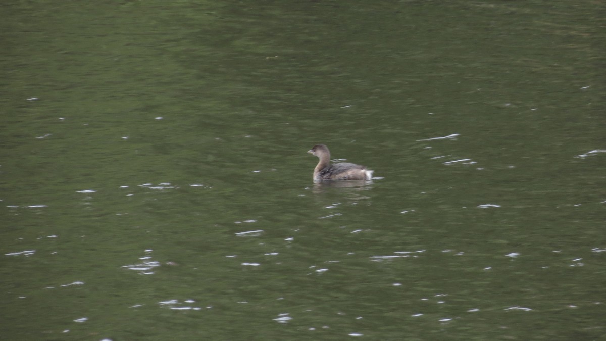 Pied-billed Grebe - ML625101300