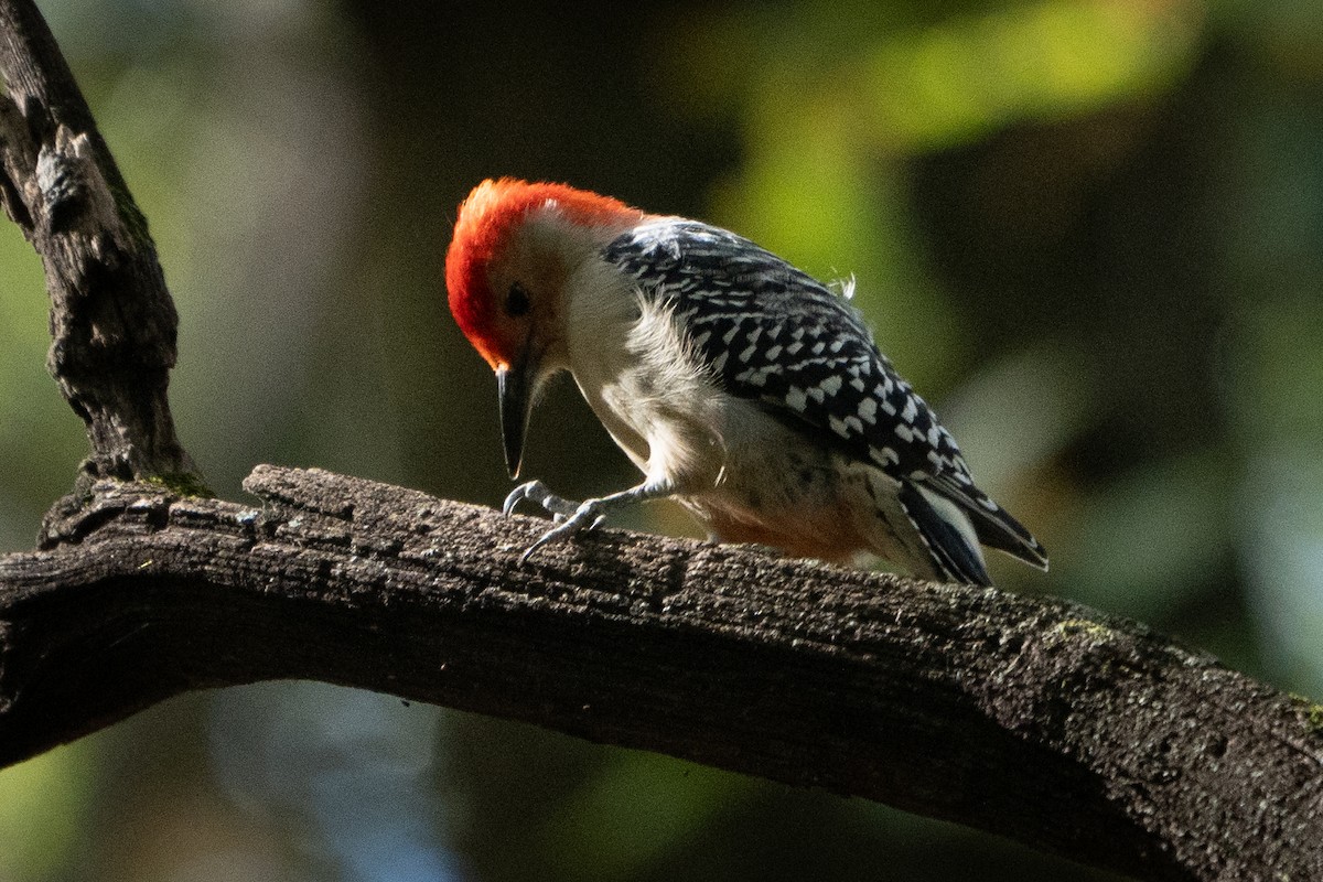 Red-bellied Woodpecker - ML625101317