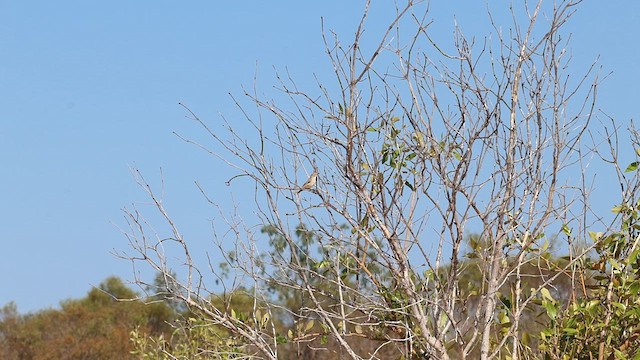 Dusky Gerygone - ML625101356