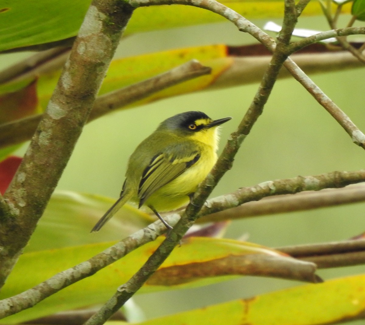 Gray-headed Tody-Flycatcher - ML625101368