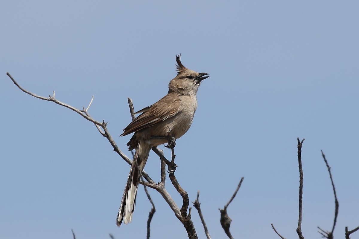 Chiming Wedgebill - ML625101429