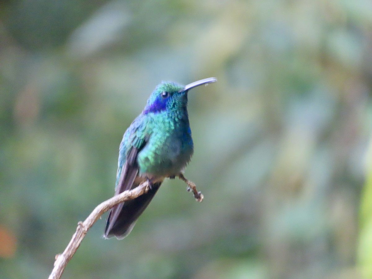 Lesser Violetear - ML625101440