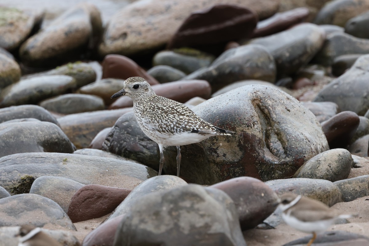 Black-bellied Plover - ML625101441