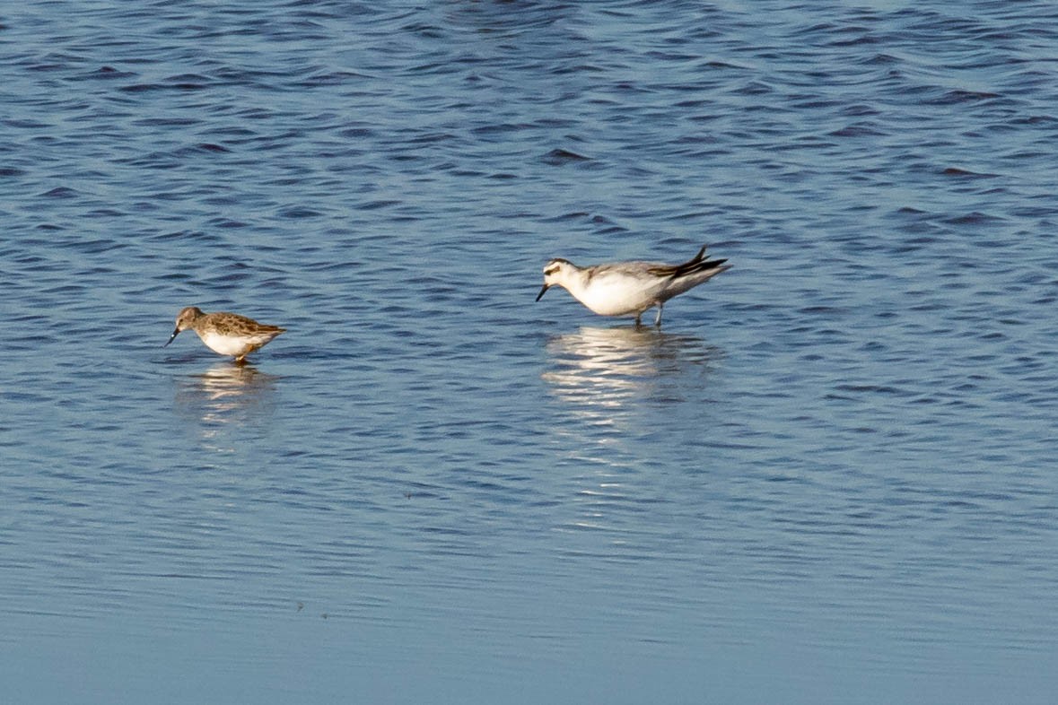 lyskonoh ploskozobý - ML625101442