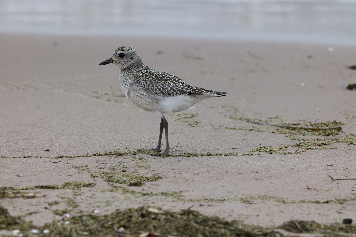 Black-bellied Plover - ML625101447