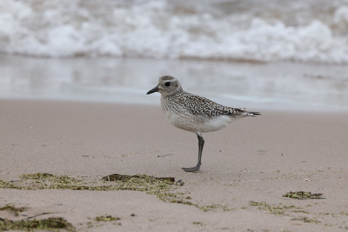 Black-bellied Plover - ML625101457