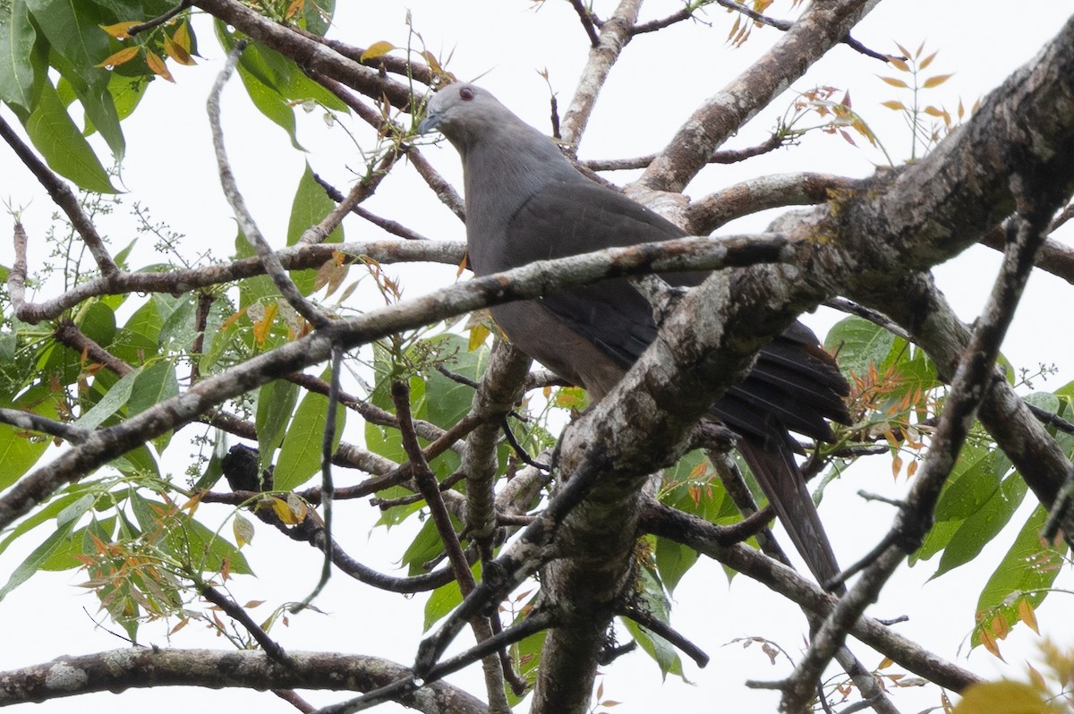Barking Imperial-Pigeon - ML625101466