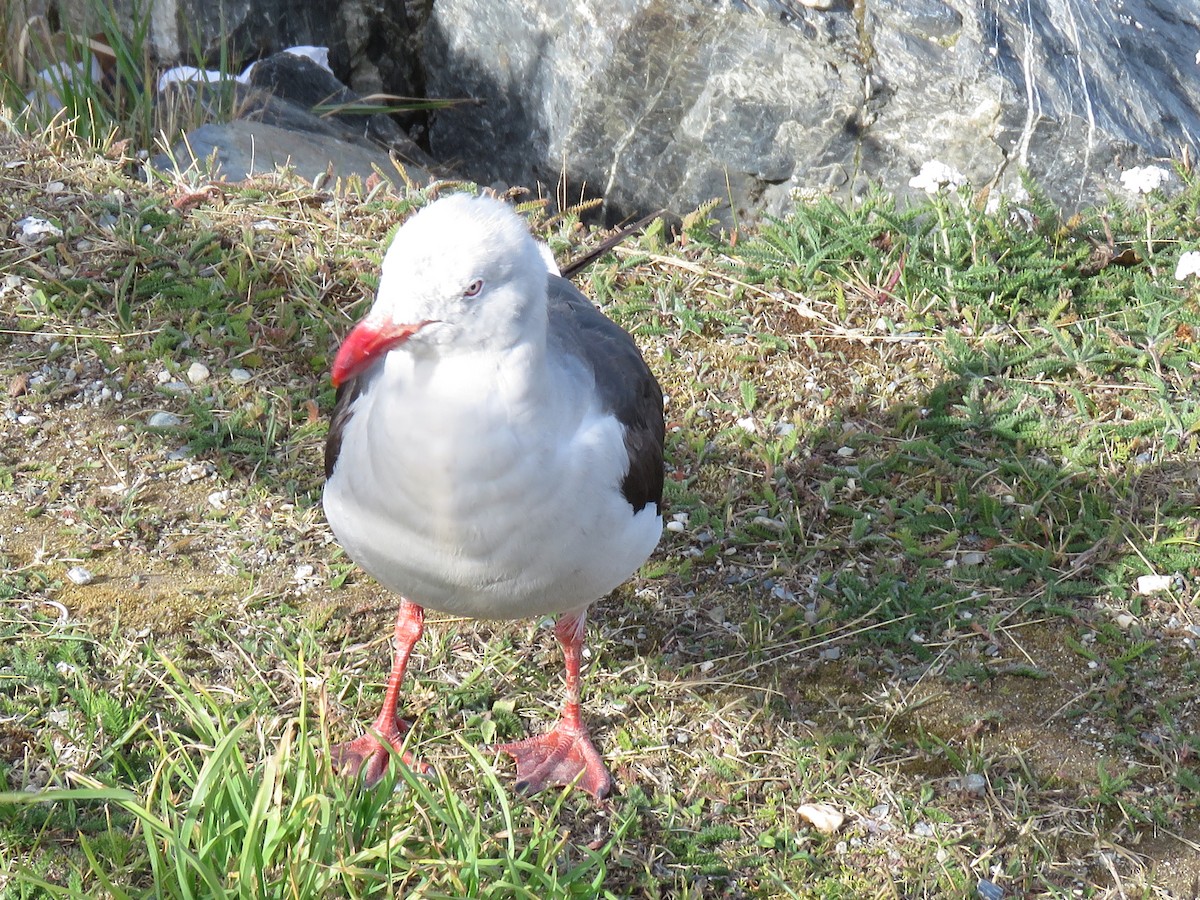 Dolphin Gull - ML625101473