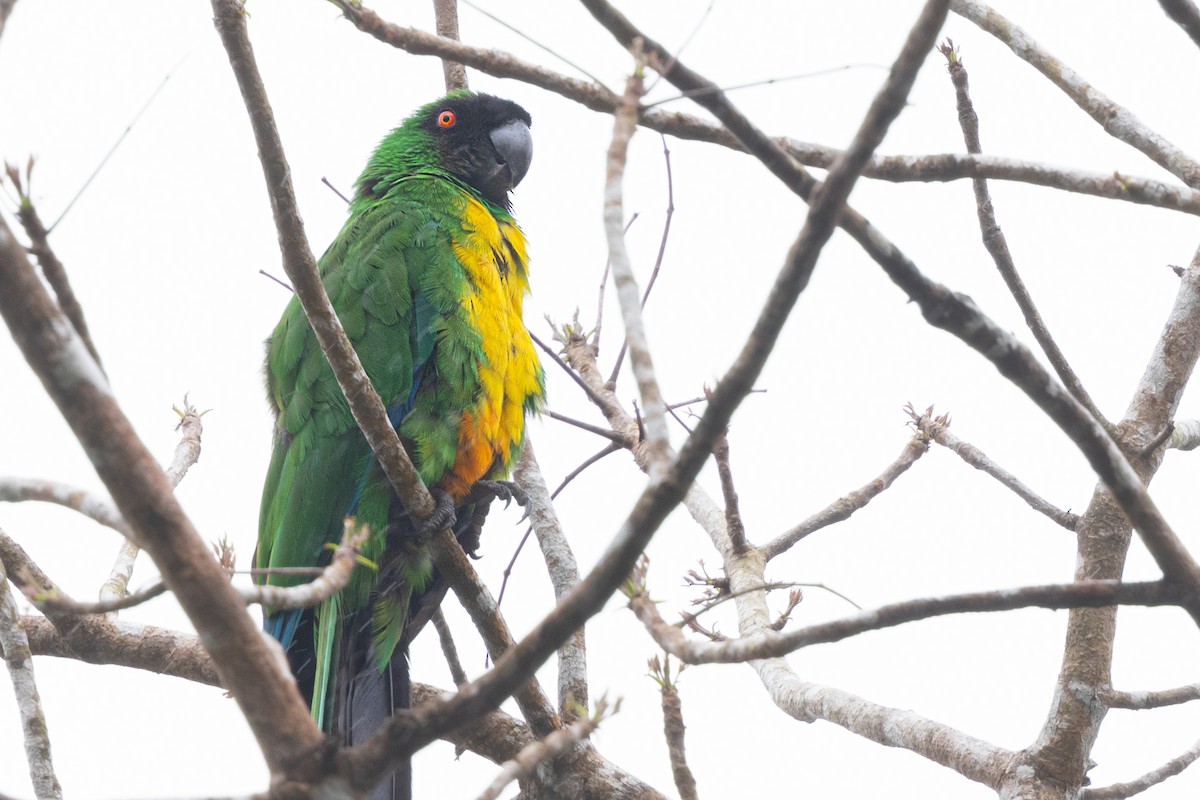 Masked Shining-Parrot - ML625101474