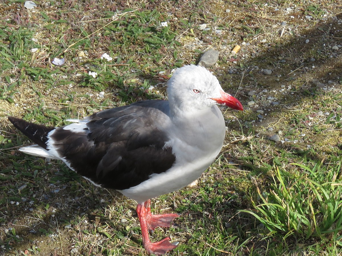 Dolphin Gull - ML625101475