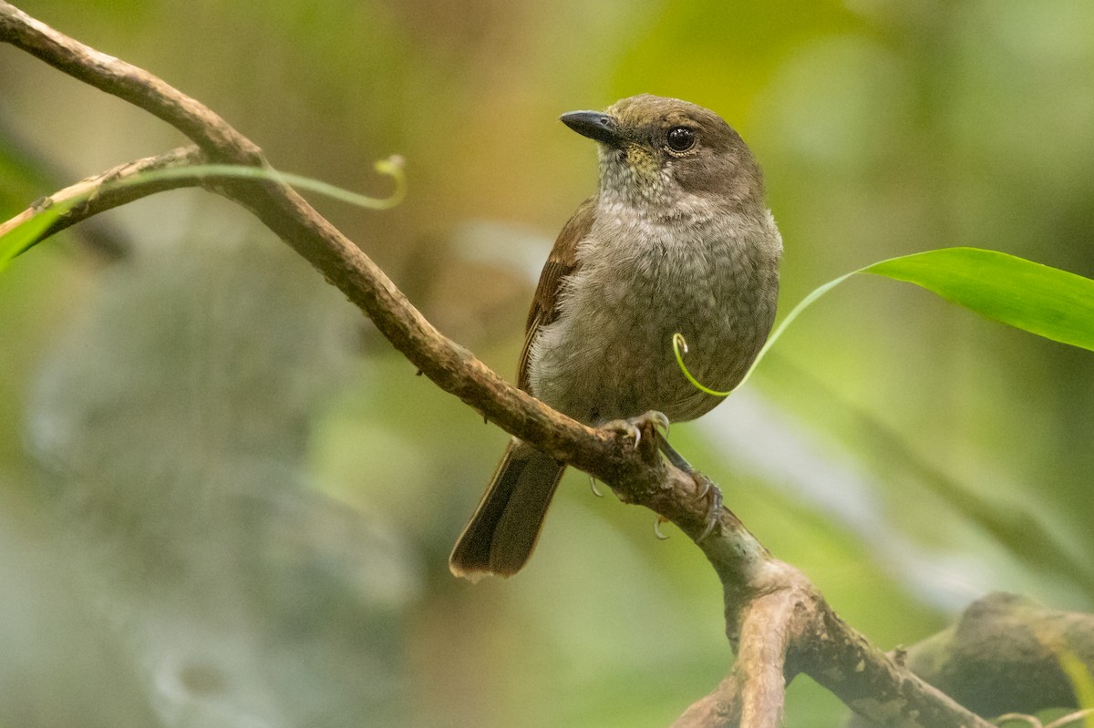 Yellow-throated Fiji Whistler - ML625101477