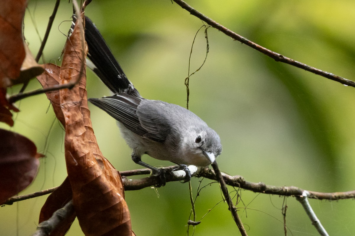Slaty Monarch - ML625101485