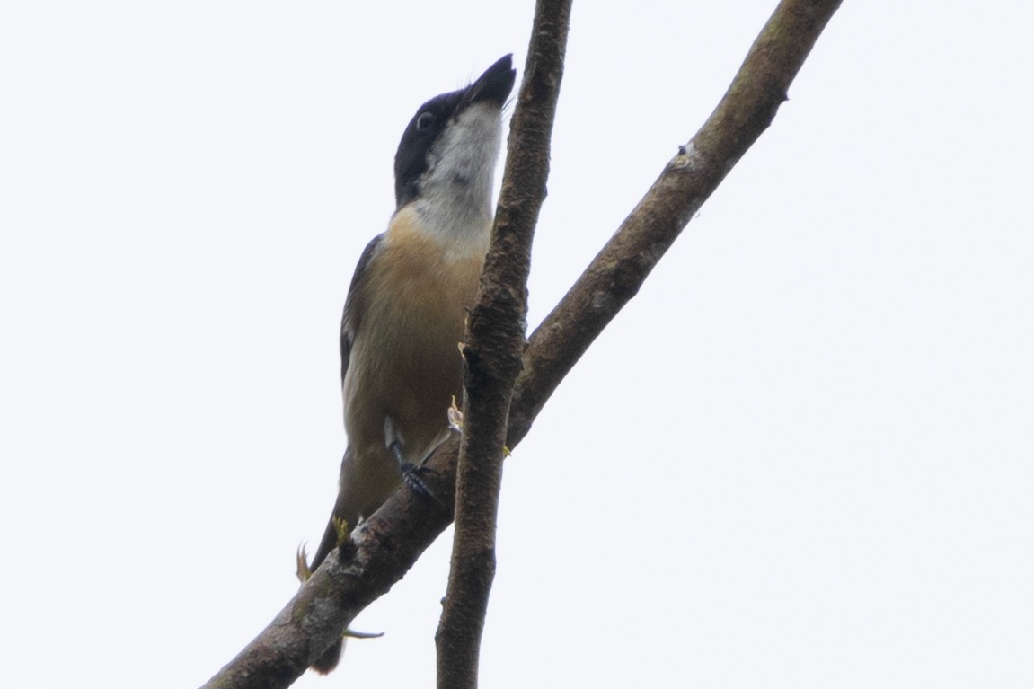 Vanikoro Flycatcher - ML625101486
