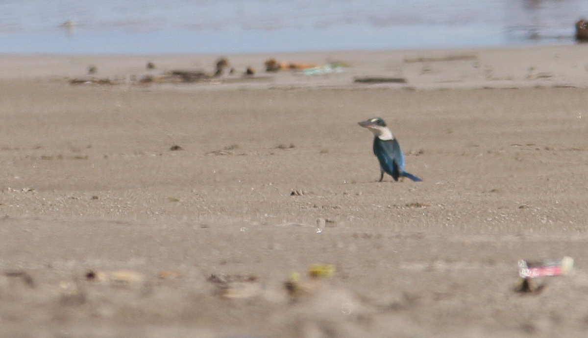 Collared Kingfisher - ML625101510