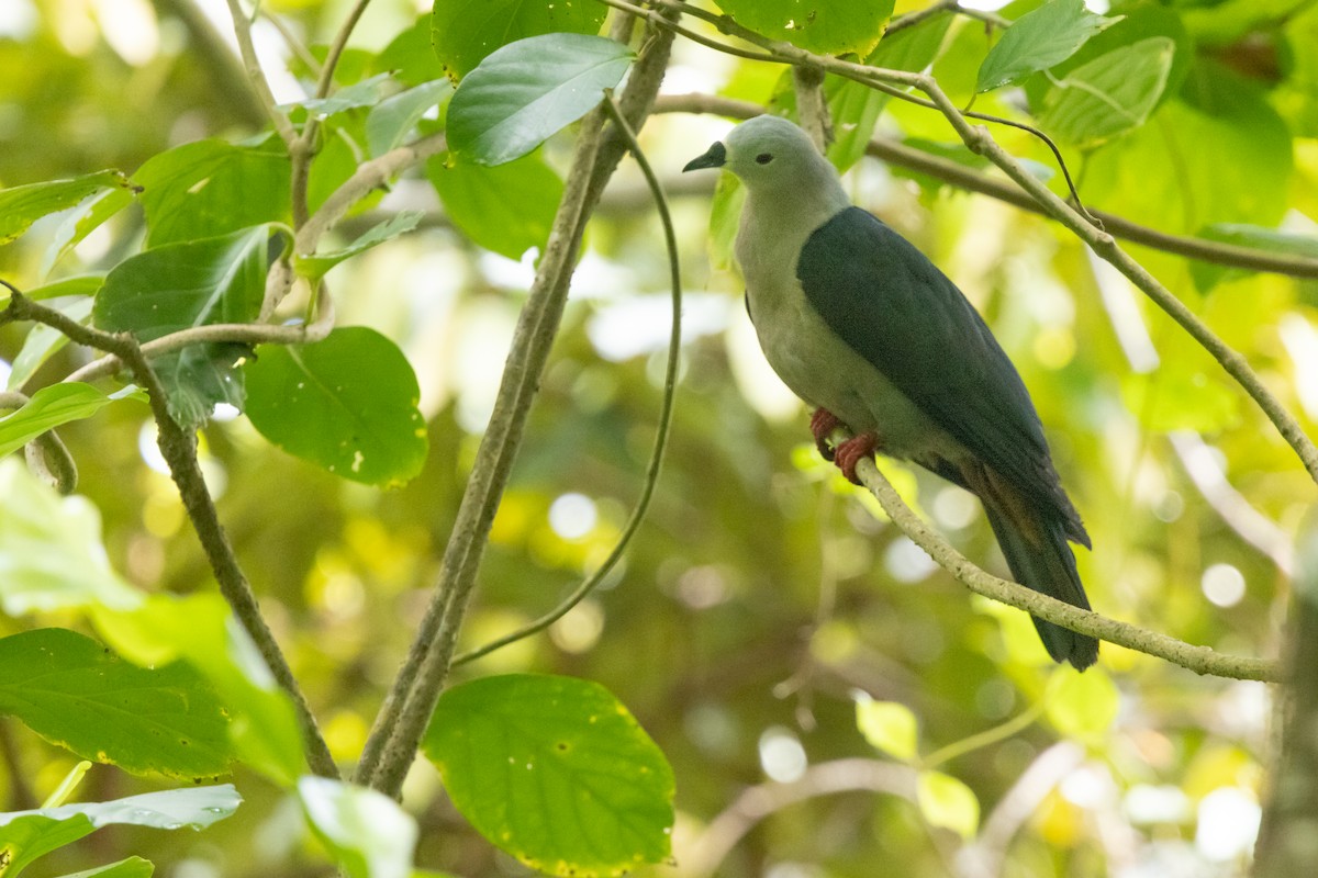 Pacific Imperial-Pigeon - ML625101538