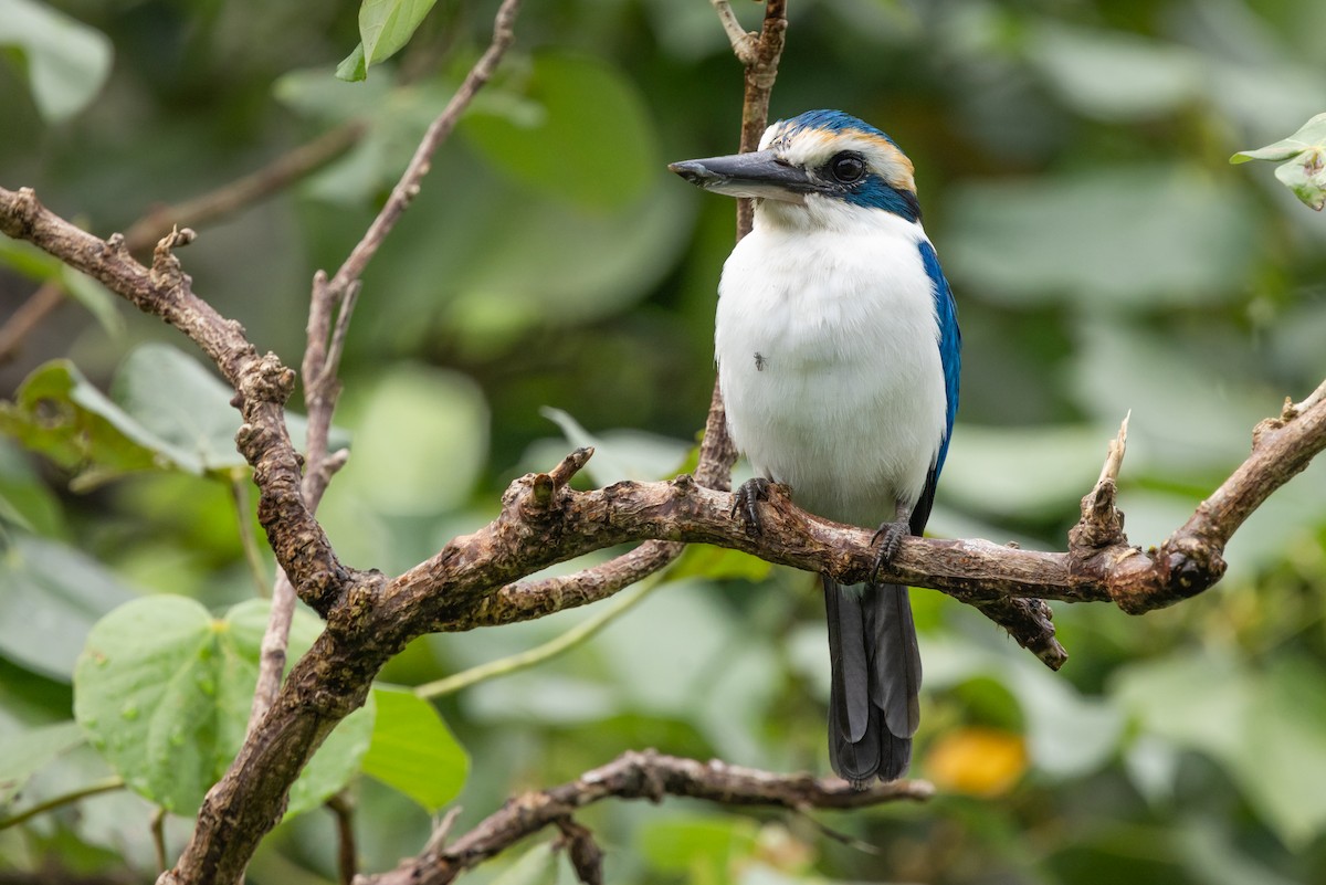 Pacific Kingfisher - ML625101545
