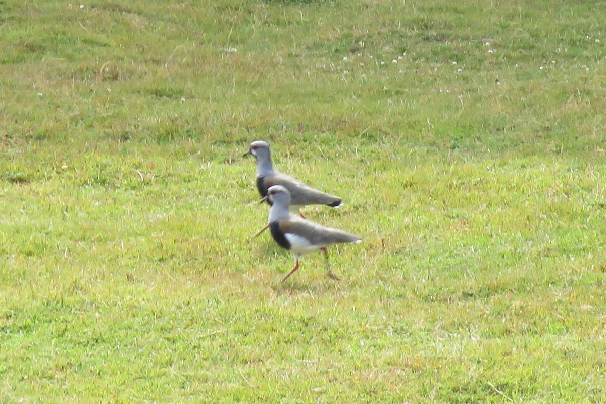 Southern Lapwing - Daniel Ouellette