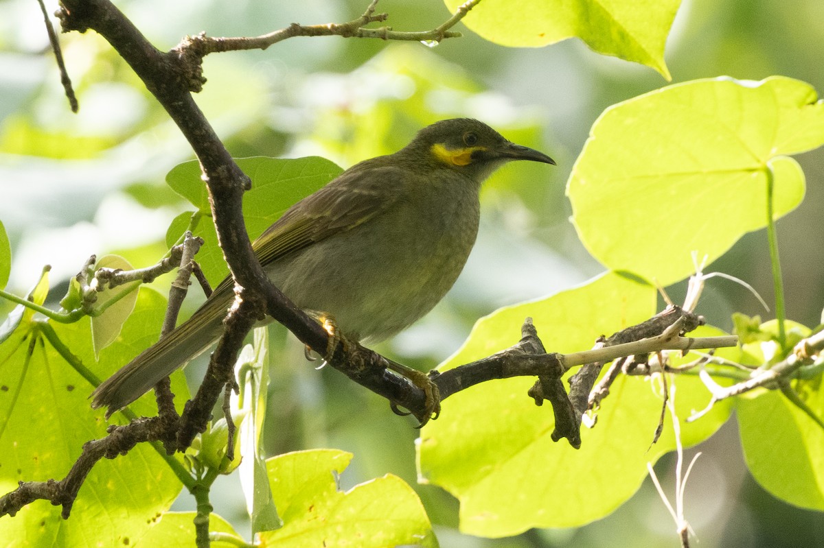 Eastern Wattled-Honeyeater - ML625101550