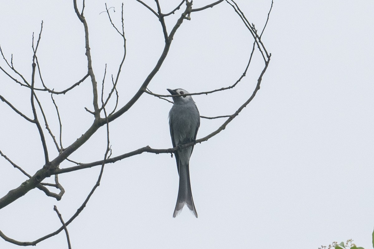 Ashy Drongo - ML625101569