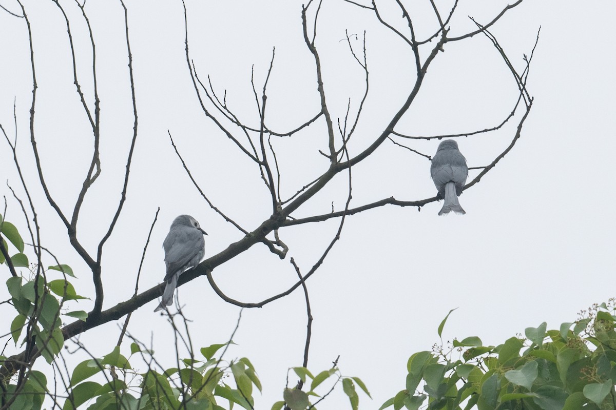 Ashy Drongo - ML625101570