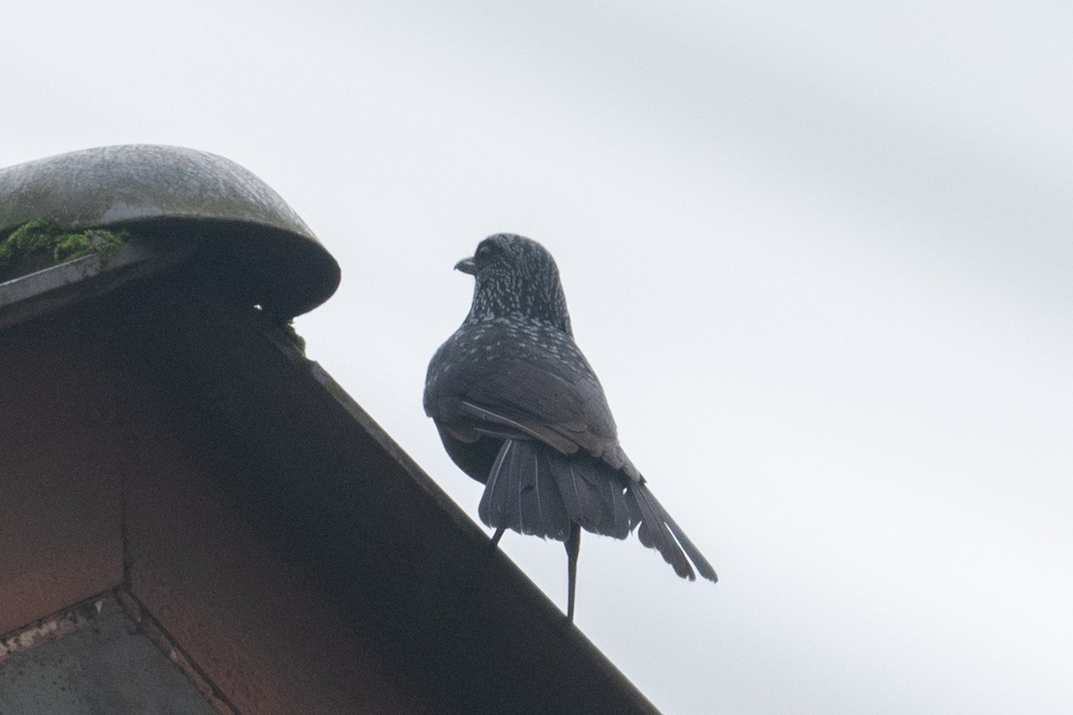 Blue Whistling-Thrush - ML625101576