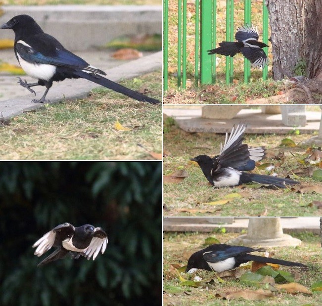 Oriental Magpie - ML625101579