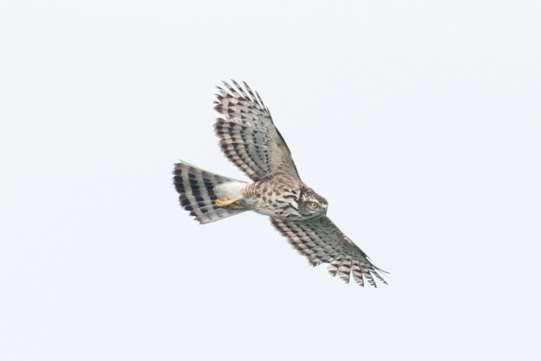 Crested Goshawk - ML625101622